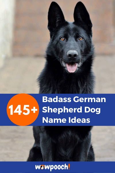 145-badass-german-shepherd-dog-name-ideas-wowpooch