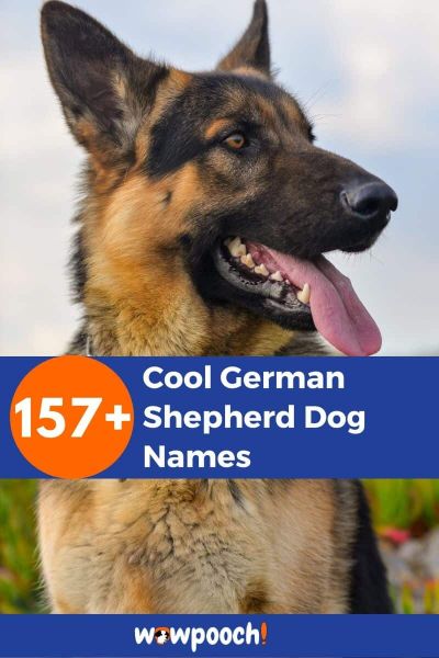 157+ Cool German Shepherd Dog Names