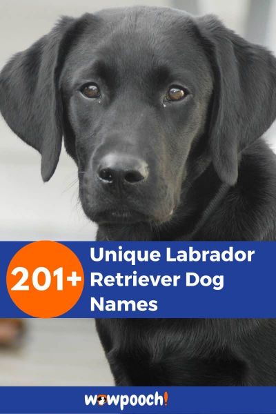 201+ Unique Labrador Retriever Dog Names - WowPooch