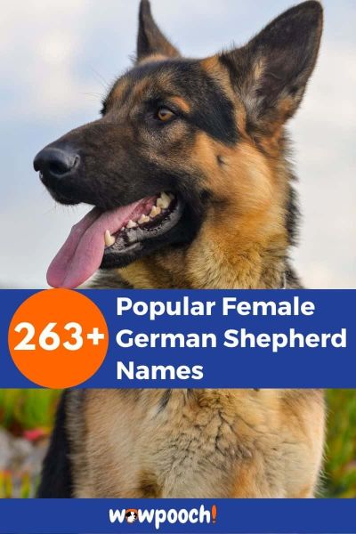 263+ Popular Female German Shepherd Names - WowPooch