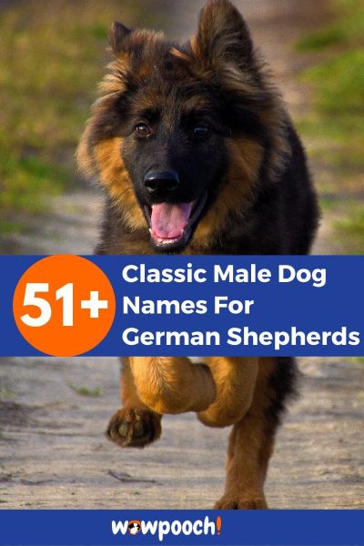 51+ Classic Male Dog Names For German Shepherds - WowPooch