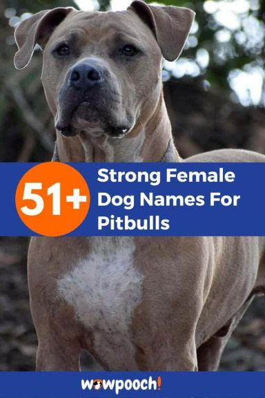 Strong Female Dog Names For Pitbulls