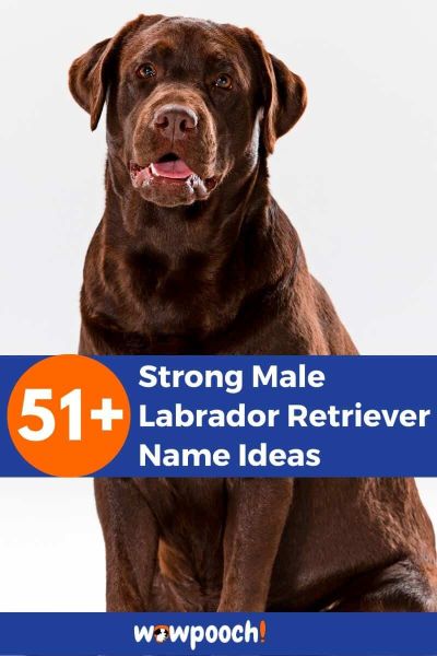 51+ Strong Male Labrador Retriever Names