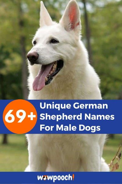 69+ Unique Male German Shepherd Dog Names