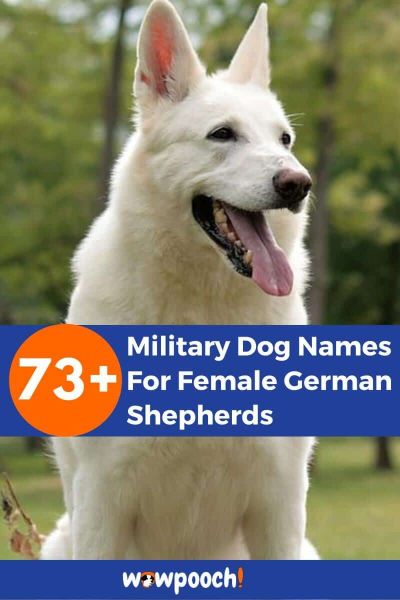73+ Military Dog Names For Female German Shepherds - WowPooch