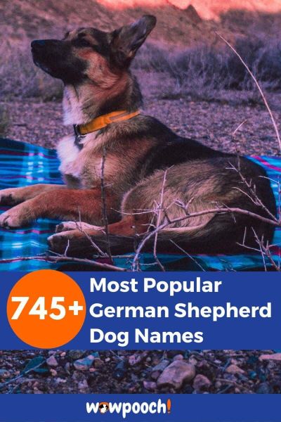 745+ Popular German Shepherd Dog Names