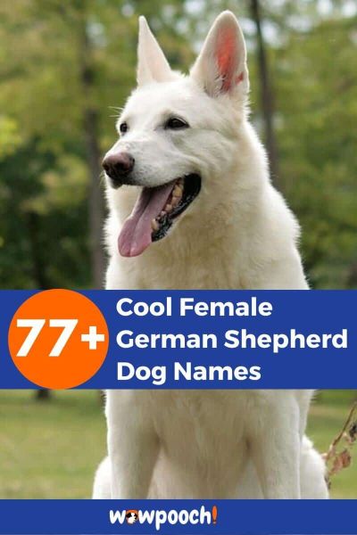 77+ Cool Female German Shepherd Dog Names - WowPooch