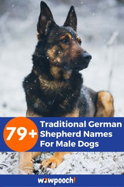 79+ Traditional Male German Shepherd Names