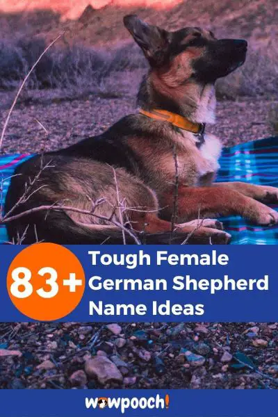 83+ Tough Female German Shepherd Name Ideas - WowPooch