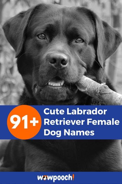 91+ Cute Labrador Retriever Female Dog Names - WowPooch