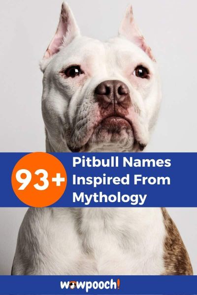 93+ Amazing Pitbull Names Inspired From Mythology - WowPooch