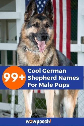 99-cool-german-shepherd-names-for-male-pups-wowpooch