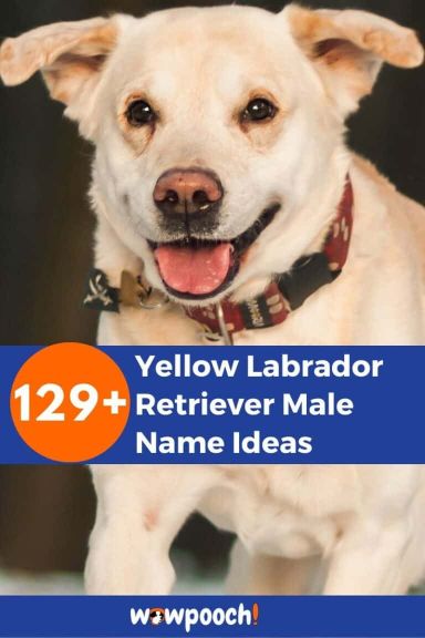 amazing-129-yellow-labrador-retriever-male-name-ideas-wowpooch