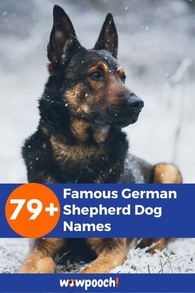 Amazing 79+ Famous German Shepherd Dog Names - WowPooch