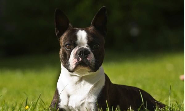 Why Do Boston Terriers Smell So Bad? 11 Hacks To Smell
