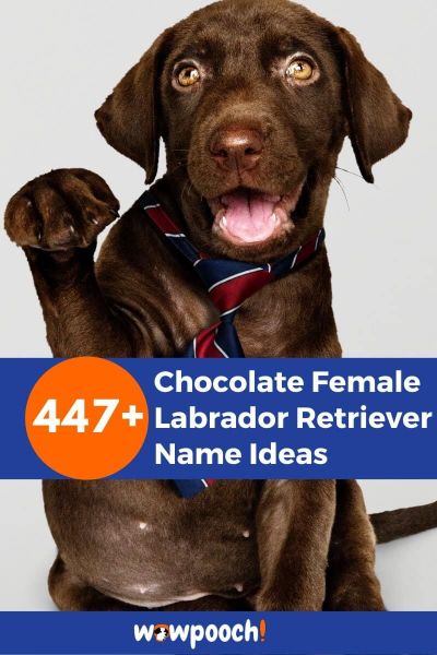 447+ Chocolate Female Labrador Retriever Names