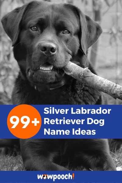 99+ Silver Labrador Retriever Dog Names