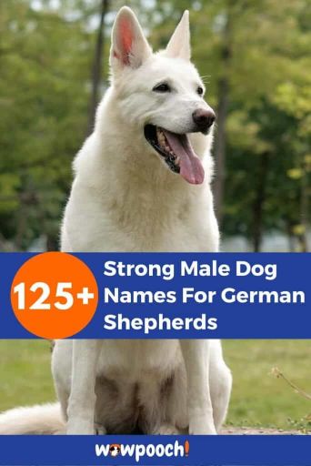 Strong Male Dog Names For German Shepherds