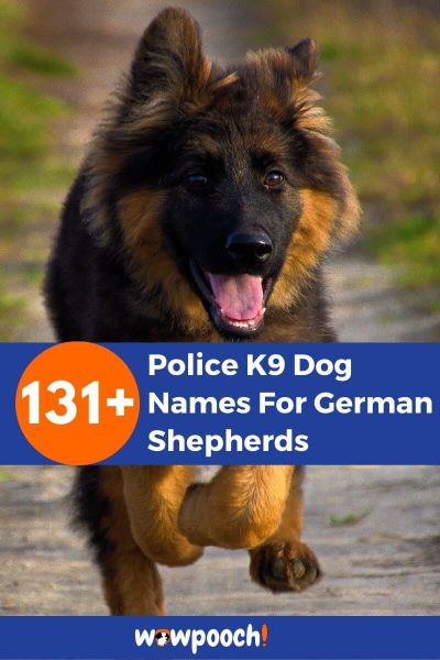 Top 131+ Police K9 Dog Names For German Shepherds - WowPooch