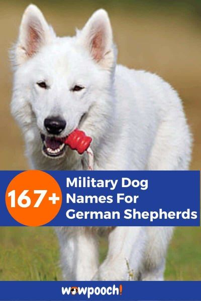 167+ Great Military Dog Names For German Shepherds