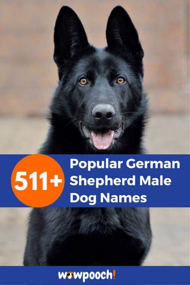 Top 511+ Popular German Shepherd Male Dog Names - WowPooch