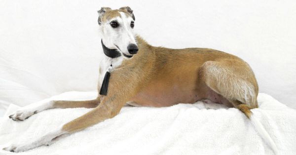 Why Do Greyhounds Lick Themselves?