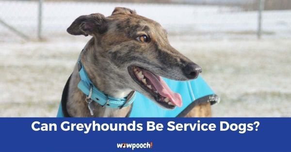 are greyhounds good service dogs