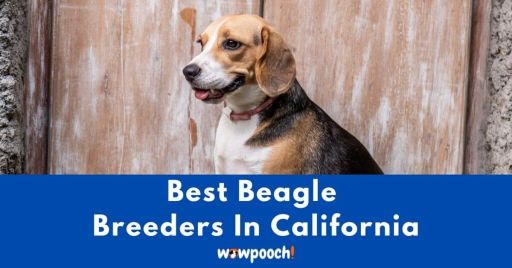 Top 12 Best Beagle Breeders In California (CA) State