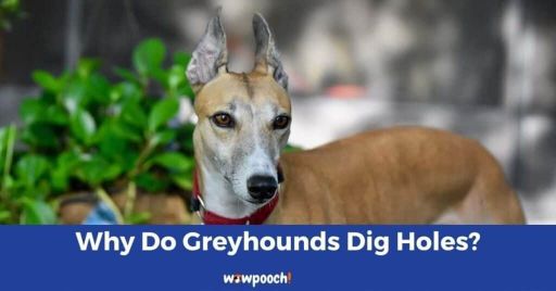 Why Do Greyhounds Dig Holes