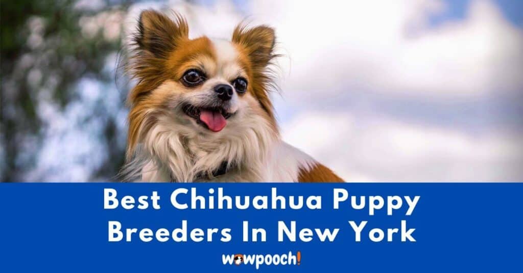 Top 10 Best Chihuahua Breeders In New York (NY) State