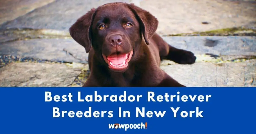 Top 19 Best Labrador Retriever Breeders In New York (NY) State