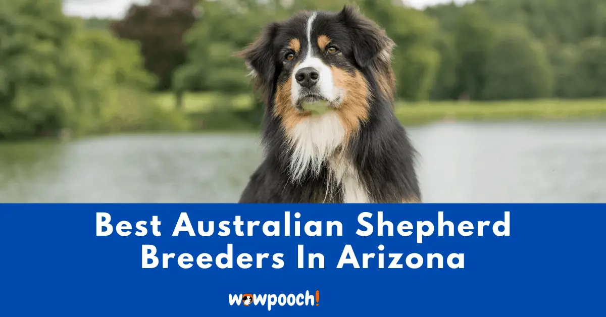 Top 4 Best Australian Shepherd Breeders In Arizona (AZ) State [2022]