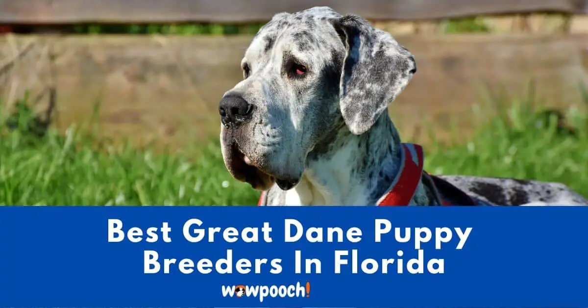 Top 5 Best Great Dane Breeders In Florida FL State 2021