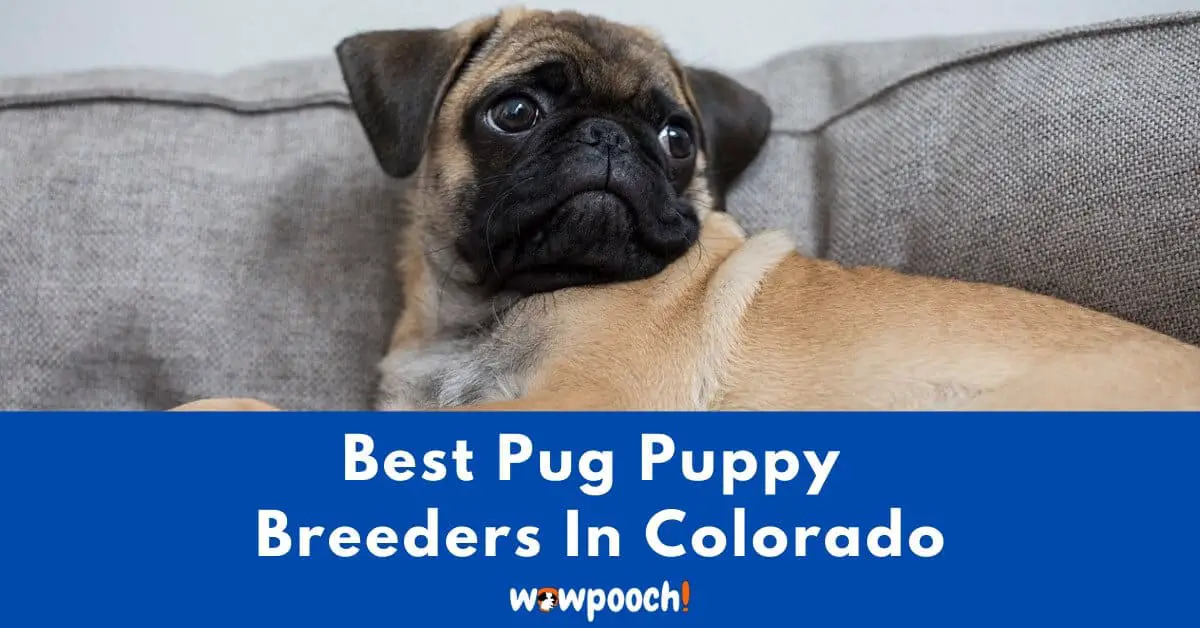 Top 6 Best Pug Breeders In Colorado (CO) State