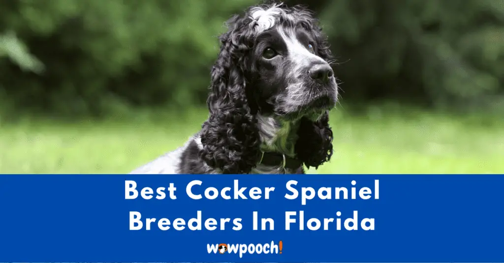 Top 7 Best Cocker Spaniel Breeders In Florida (FL) State