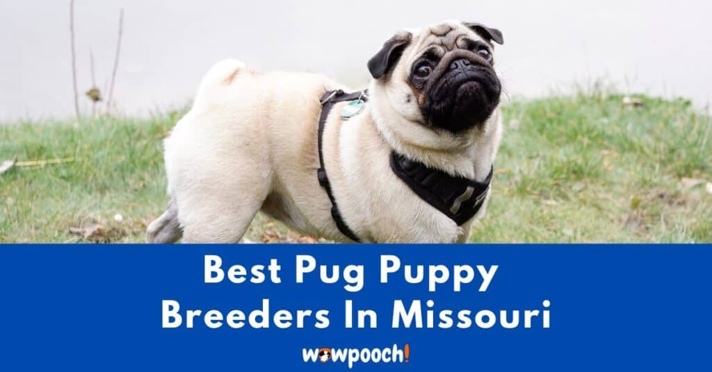 Top 7 Best Pug Breeders In Missouri (MO) State