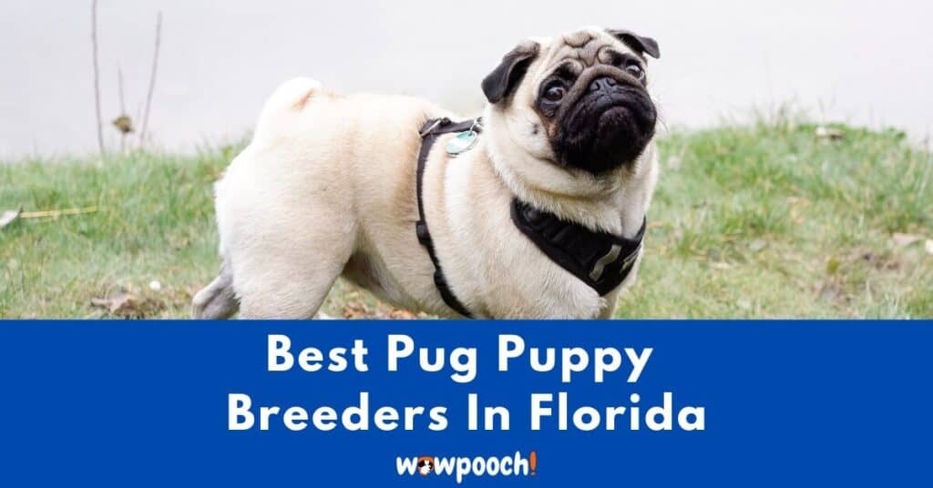 Top 8 Best Pug Breeders In Florida (FL) State