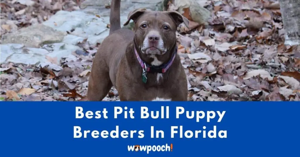 Top 9 Best Pit Bull Breeders In Florida (FL) State