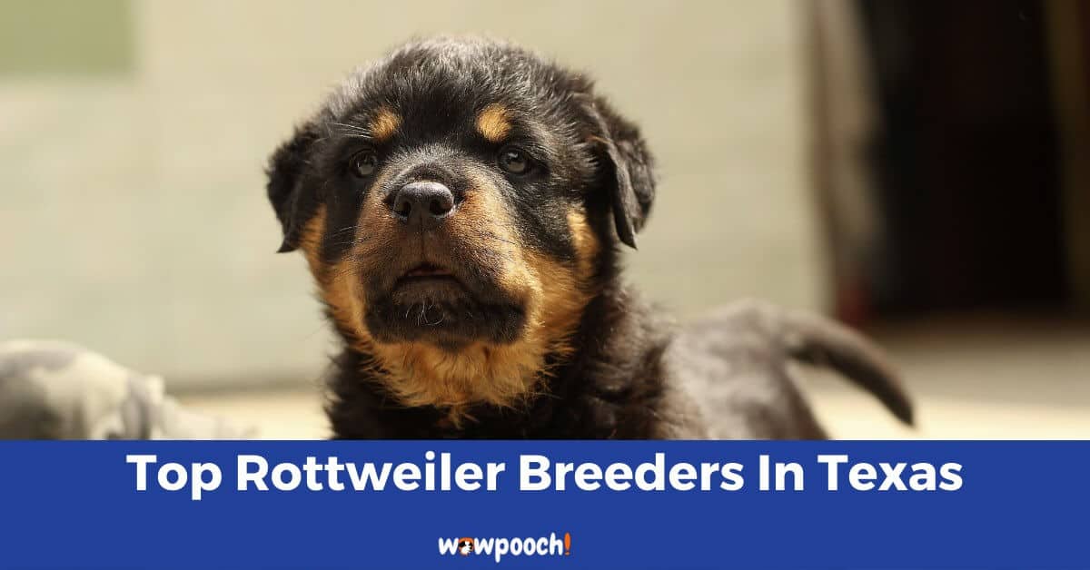 Rottweiler Puppy Breeders List In Texas State