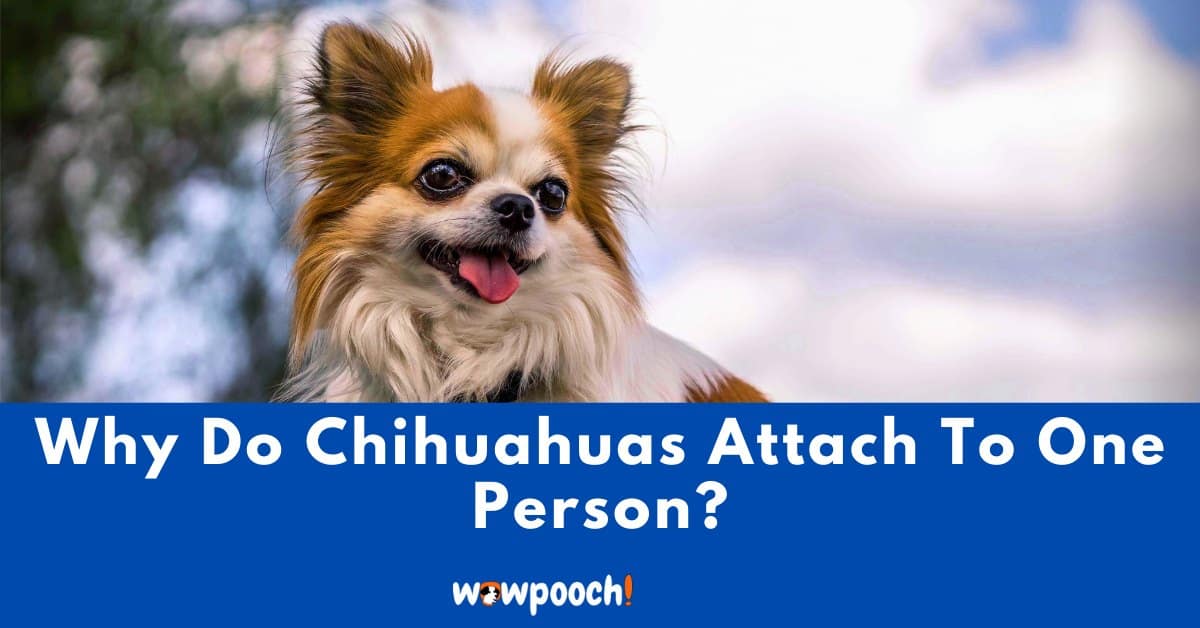 Why Do Chihuahuas Attach To One Person