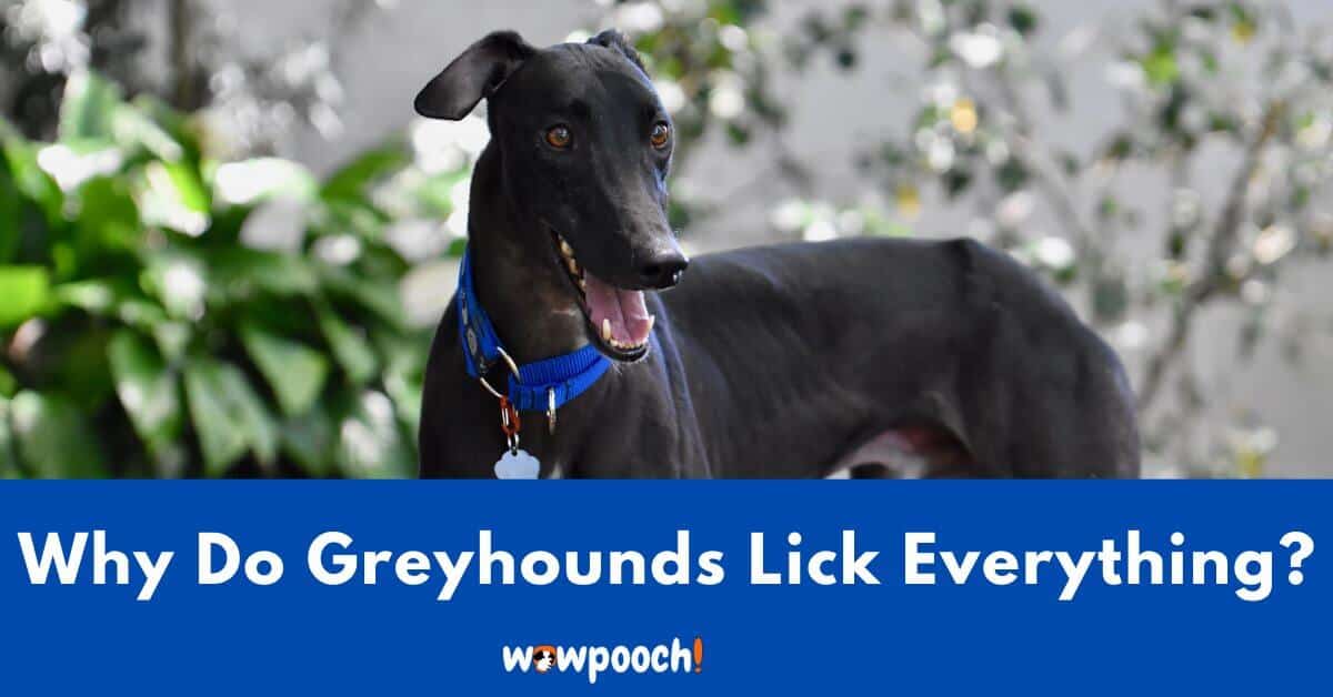 Why Do Greyhounds Lick Furniture, Couches, Mats, Walls And Everything Else?