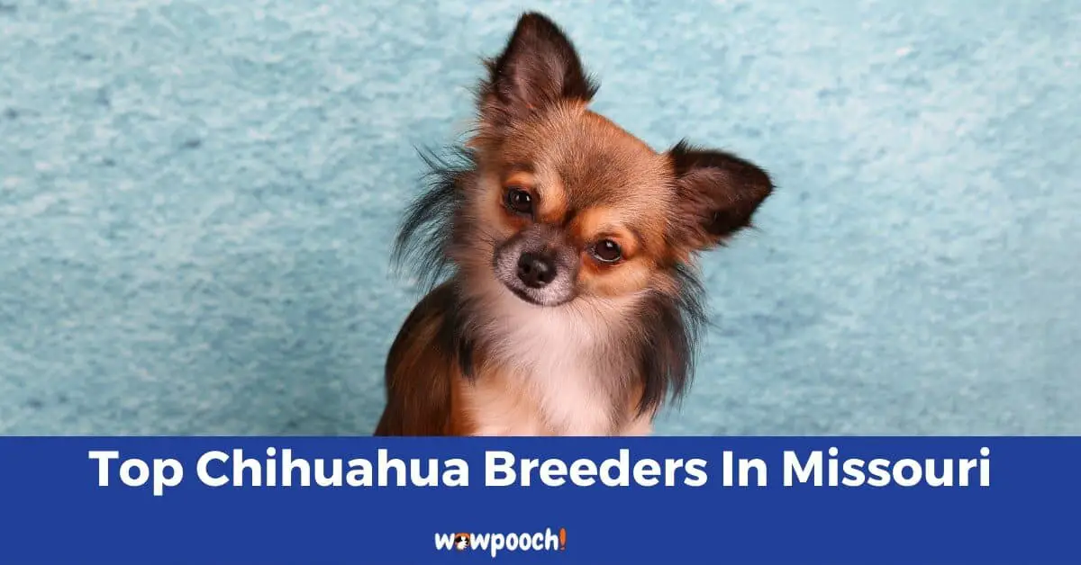 Top 11 Best Chihuahua Breeders in Missouri (MO) State