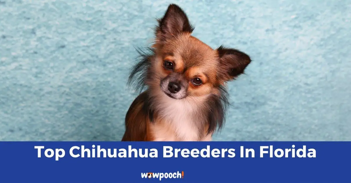 Top 12 Best Chihuahua Breeders In Florida (FL) State