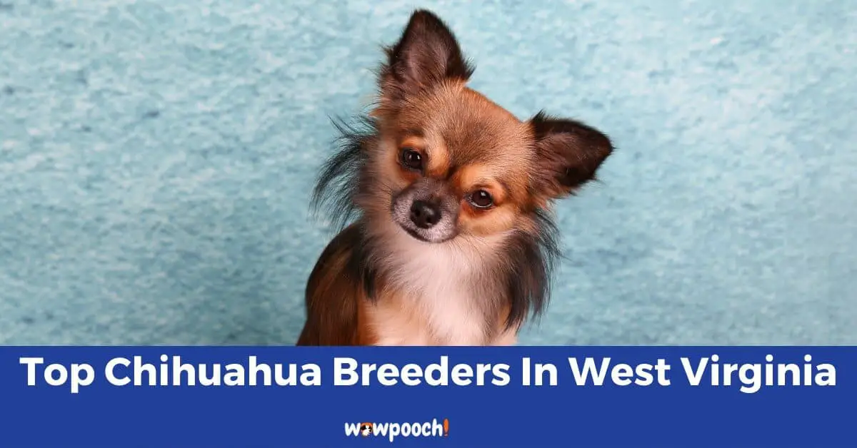 Top 5 Best Chihuahua Breeders In West Virginia (WV) State