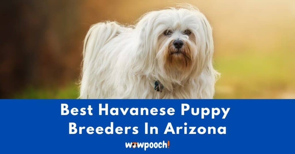 Top 6 Best Havanese Breeders In Arizona (AZ) State