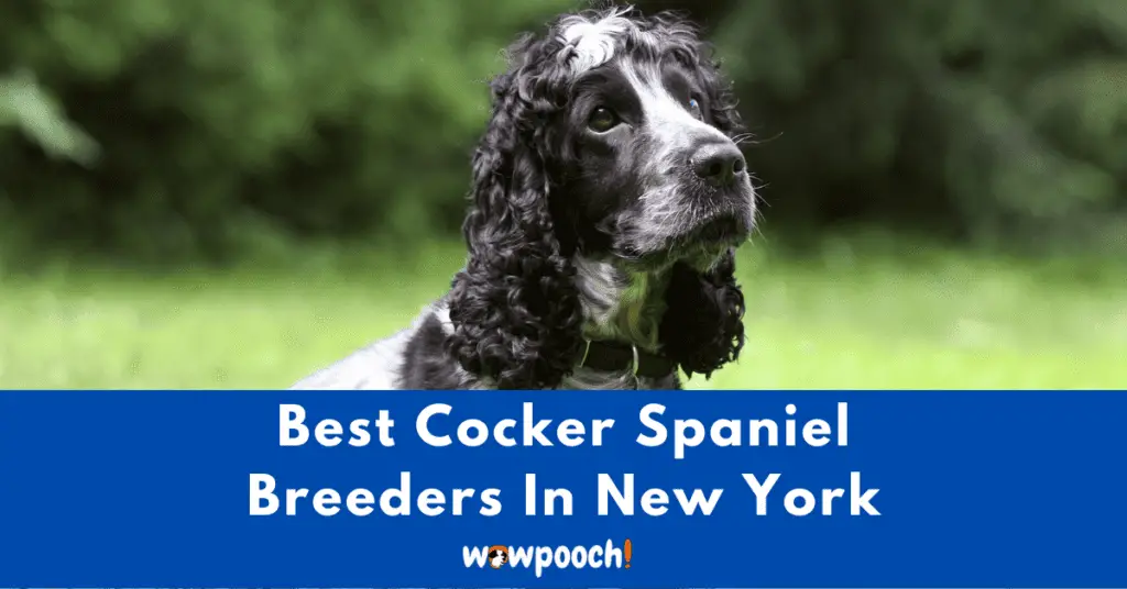 Top 7 Best Cocker Spaniel Breeders In New York (NY) State