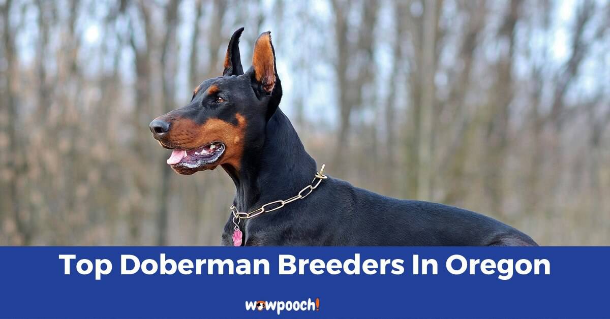 Top 7 Best Doberman Pinscher Breeders In Oregon (OR) State