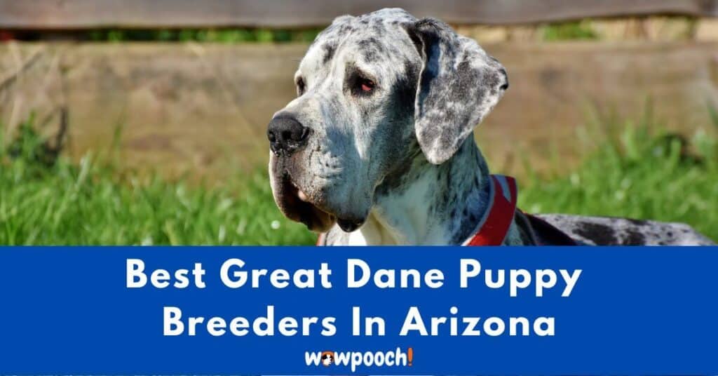 Top 7 Best Great Dane Breeders In Arizona (AZ) State