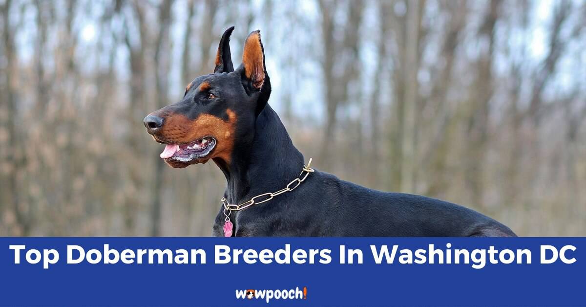 Top 8 Best Doberman Pinscher Breeders In Washington (WA ...