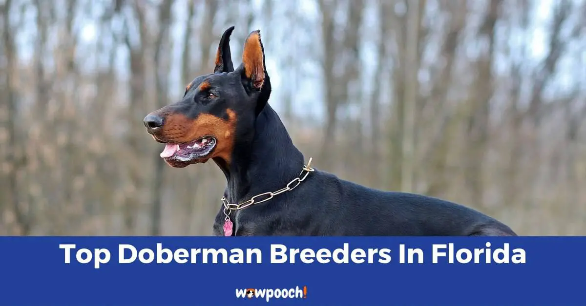 Top 8 Best Doberman Pinscher Breeders In Florida (FL) State ...